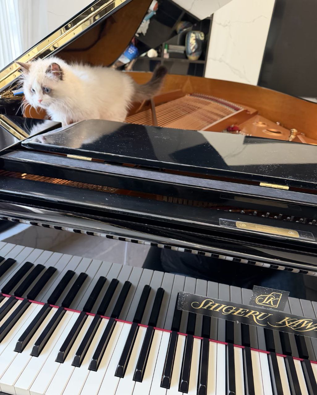 Choisir piano en salle de concert