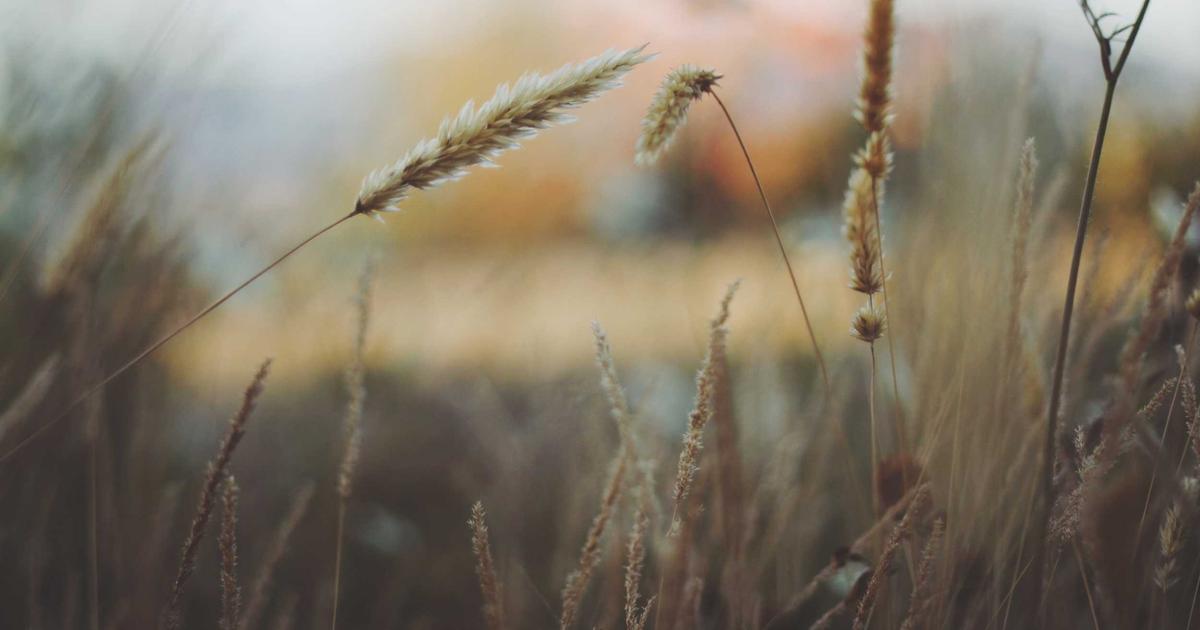 Photo Seiler Schimmel Pianos Allemands